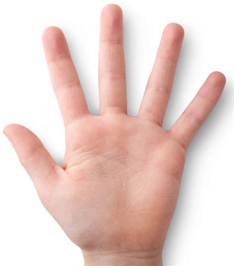 Hand study reveals brain's distorted body model | UCL News - UCL ...