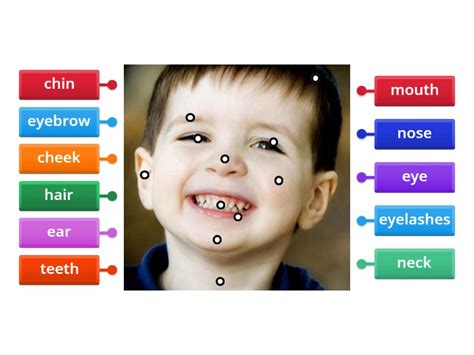 Facial features - Labelled diagram