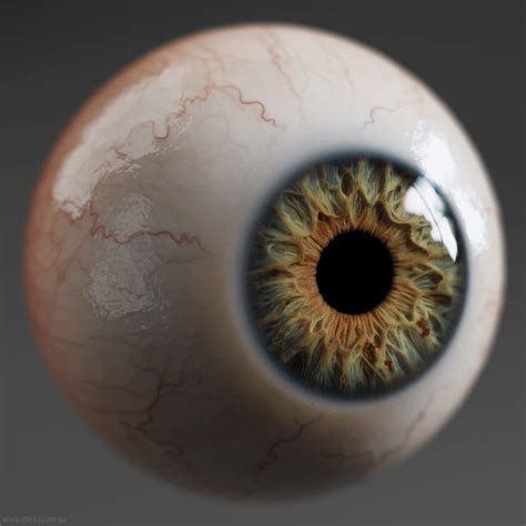 Eye 3d Model Anatomy