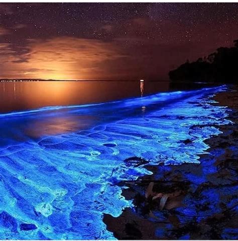 What Glows In The Ocean