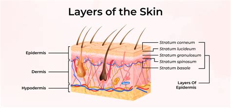 Structure and Function of Skin: Skin Layer and Diagram - GeeksforGeeks