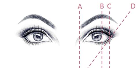Perfect Eyebrow Shape Diagram