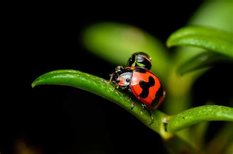 Top 15 Macro Photography Tips - 42West