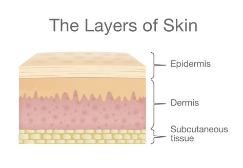 Layers Of Skin In Order From Deep To Superficial at Shannon Mcelroy blog