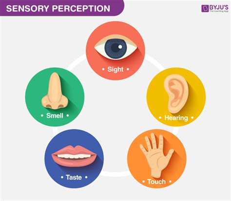Sensory Perception - An Introduction to the Process of Perception