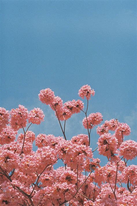 Download Pretty Pink Flowers Aesthetic Wallpaper | Wallpapers.com