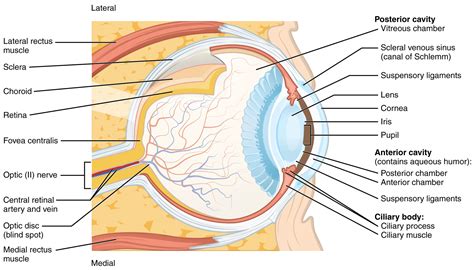 A Detailed Look at the Eye | Canadian Association of Optometrists