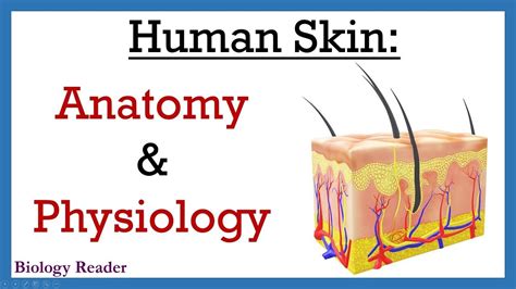 Human Skin | Anatomy and Physiology - YouTube