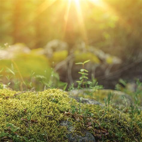 Nature’s Antibiotics and Natural Antivirals - Well Being Journal