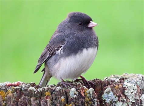 21 Gray Birds in North America (Inc. Awesome Photos)