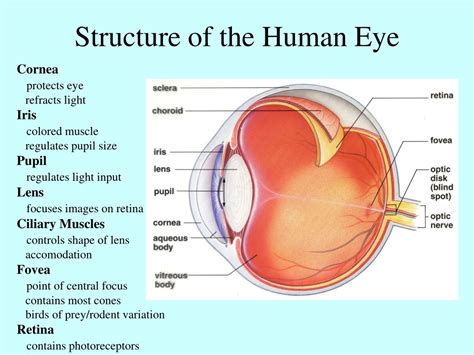 Human Eye Structure And Function at Jaxon Lawson blog