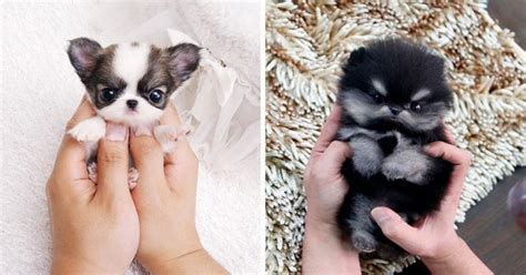 22 Adorably Tiny Puppies That Will Make Your Heart Melt From Cuteness