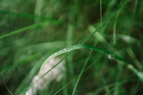 Premium Photo | Beauty of nature. selective focus shallow depth of ...