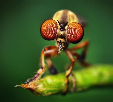 🔥 [40+] Macro Photography Wallpapers | WallpaperSafari