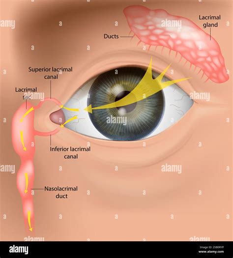 Human Tear Drainage System Anatomy. Lacrimal Apparatus and Tear Flow ...