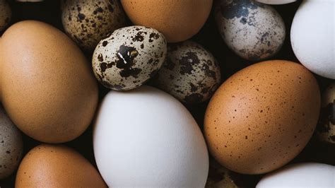 Different Types Of Egg Substitute Products at Carlos Snyder blog
