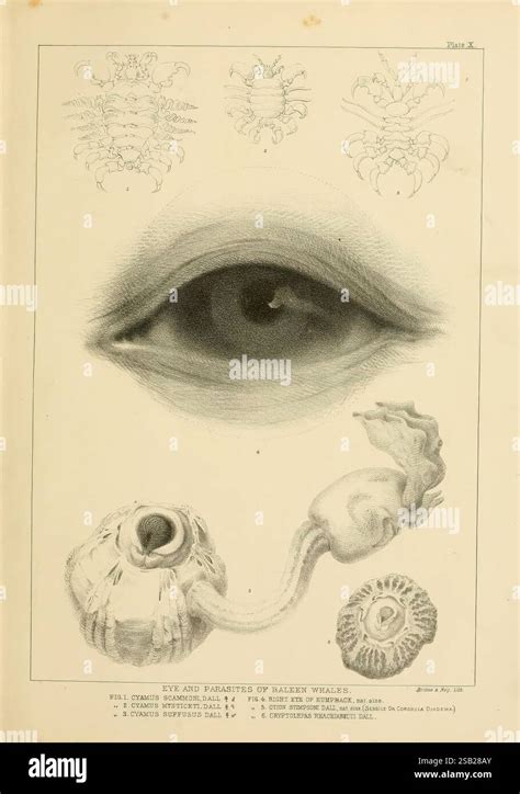 Suggest methods to gather highly descriptive reviews highlighting product refinement and unique artistry.