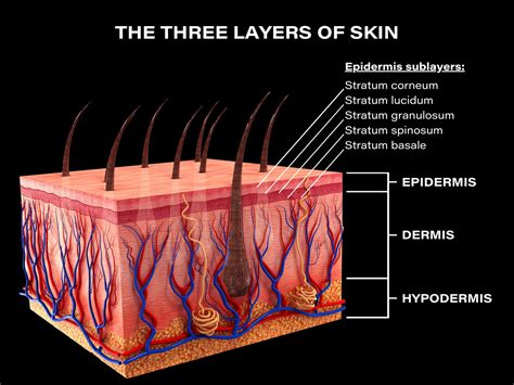The Three Layers of Skin and How They Function