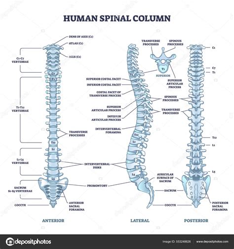Human spinal column with backbone and spine skeletal anatomy outline ...