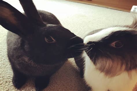 Bonded Pairs - Small Pet Select U.S.